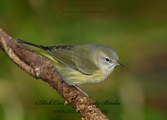 Leiothlypis celata  ORANGE-CROWNED WARBLER 8019218z