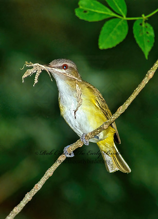 Vireo flavoviridis  YELLOW GREEN VIREO 206314z