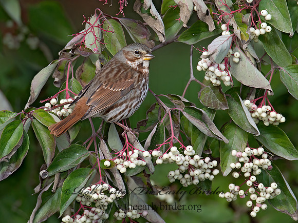 Passerella iliaca  FOX SPARROW 9015644z