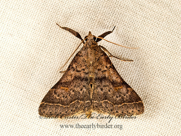Bleptina caradrinalis  BENT-WINGED OWLET   9047997z