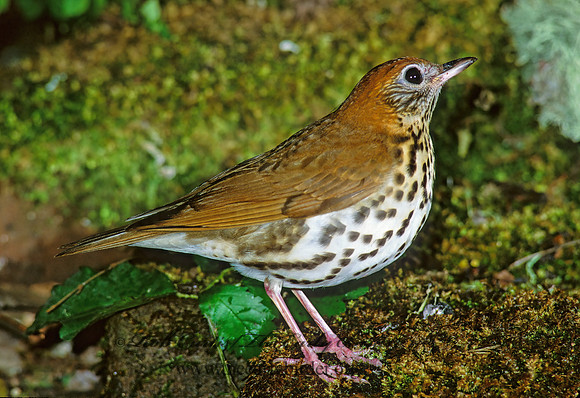 Hylocichla mustelina WOOD THRUSH 191631z