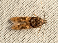 Walshia  COSMOPTERIGID MOTH  9052264z