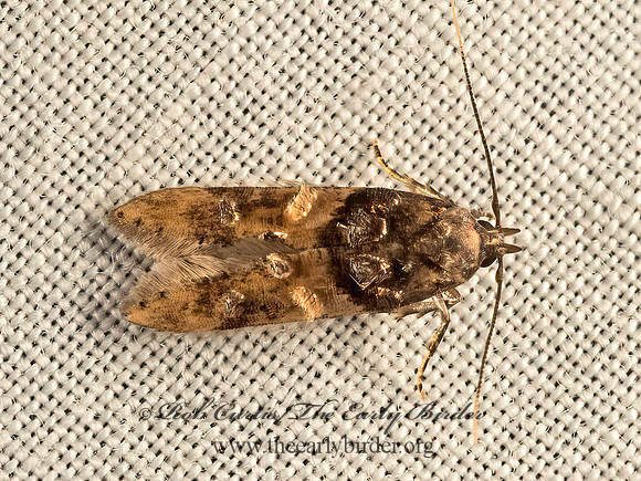 Walshia  COSMOPTERIGID MOTH  9052264z