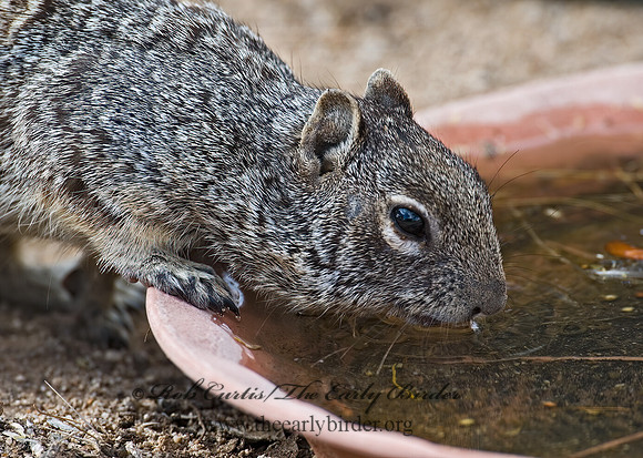 Otospermophilus variegatus  ROCK SQUIRREL 5005254z
