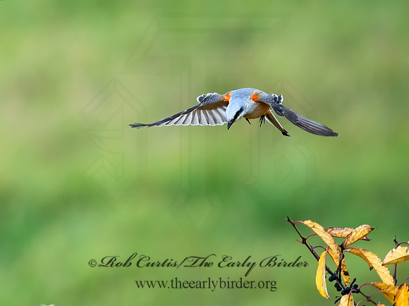 Tyrannus forficatus SCISSOR-TAILED FLYCATCHER 8029631z