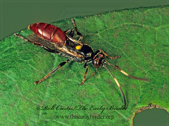 Cratichneumon annulatipes 115408z