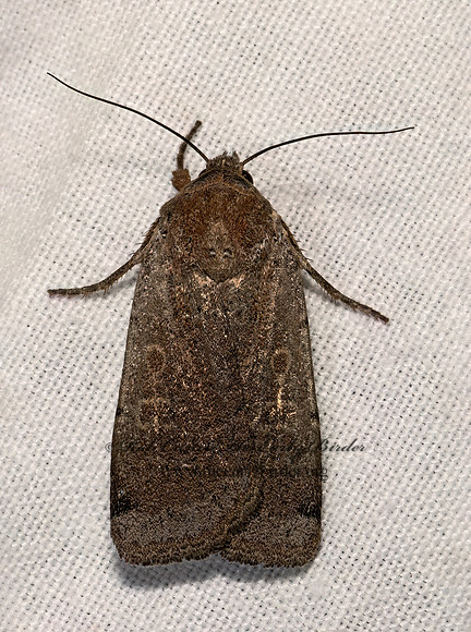 Abagrotis  CUTWORM MOTH 3037892z