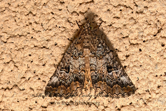 Eubolina impartialis  EUBOLINA MOTH 3036230z