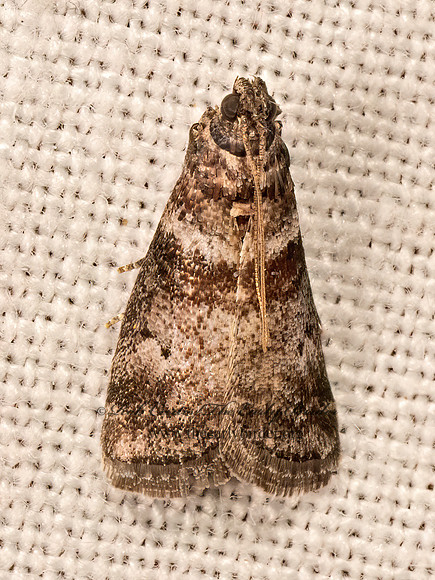 Sciota uvinella  SWEETGUM LEAFROLLER 9083502z