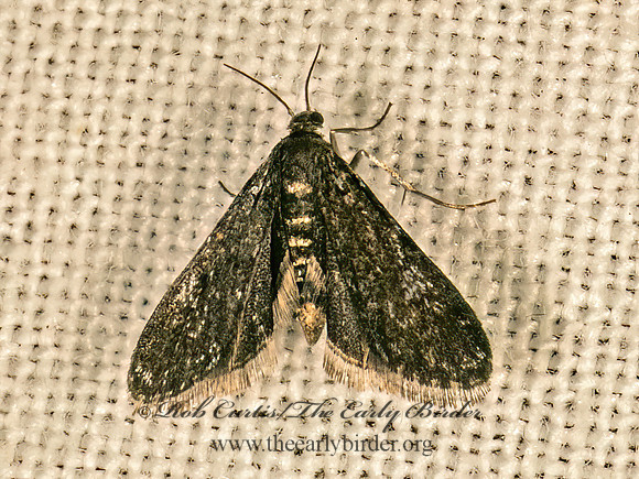 Elophila tinealis  BLACK DUCKWEED MOTH 9081690z