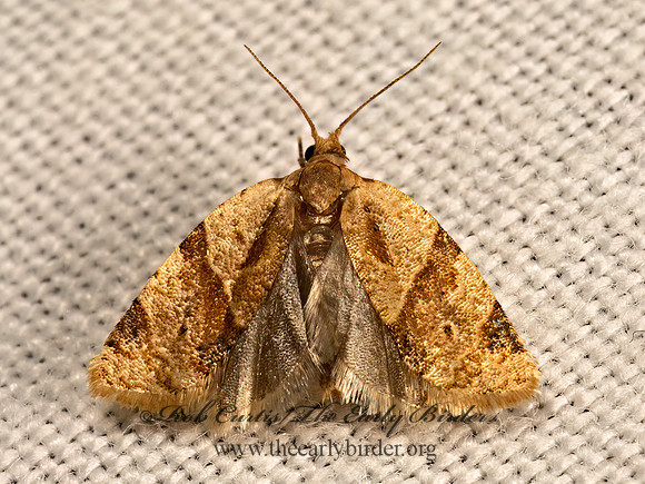 Clepsis peritana  GARDEN TORTRIX 9083384z