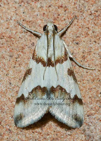 Mimoschinia rufofascialis RUFOUS-BANDED CRAMBID MOTH 7005157z