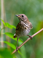 Catharus minimus  GRAY-CHEEKED THRUSH 9005012z