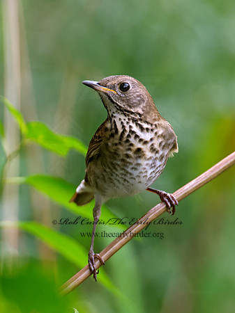 Catharus minimus  GRAY-CHEEKED THRUSH 9005012z