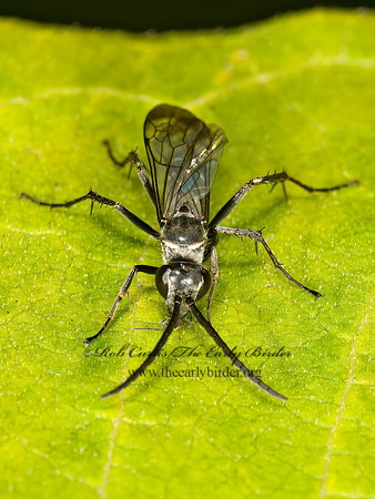 Episyron quinquenotatus  POMPILINI SPIDER WASP 9023987z