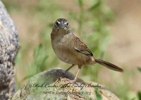 Aimophila ruficeps  RUFOUS-CROWNED SPARROW  7008101z