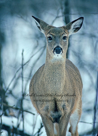 Odocoileus virginianus  WHITE-TAILED DEER 64519z
