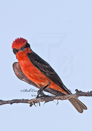 Pyrocephalus rubinus  VERMILION FLYCATCHER 7008526Z