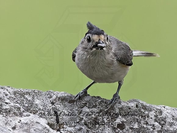 Baeolophus atricristatus  BLACK-CRESTED TITMOUSE 3034946z