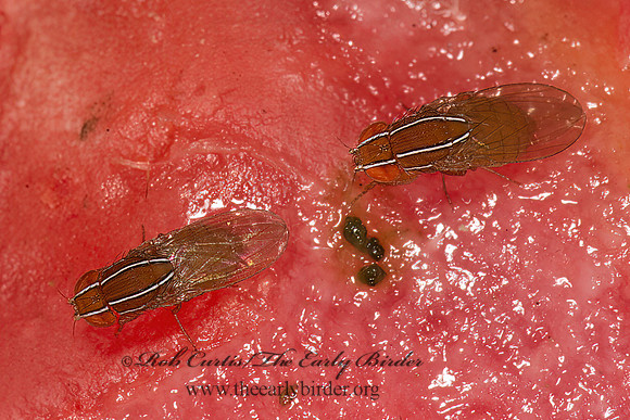Zaprionus indianus  AFRICAN FIG FLY 9051414z