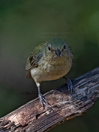 Passerina ciris  PAINTED BUNTING 3040415z