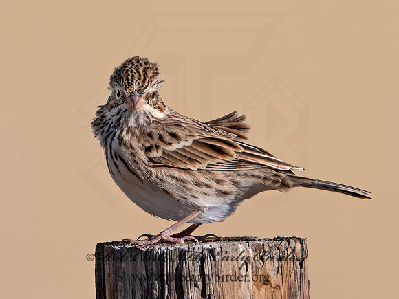 Pooecetes gramineus  VESPER SPARROW 3025612z