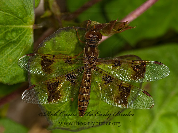 Perithemis tenera EASTERN AMBERWING 8023521