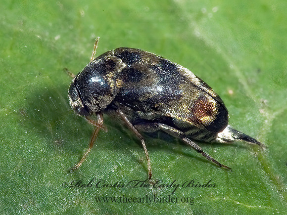 Paramordellaria triloba 5013258z