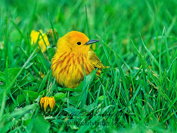 Setophaga petechia  YELLOW WARBLER 1271521z