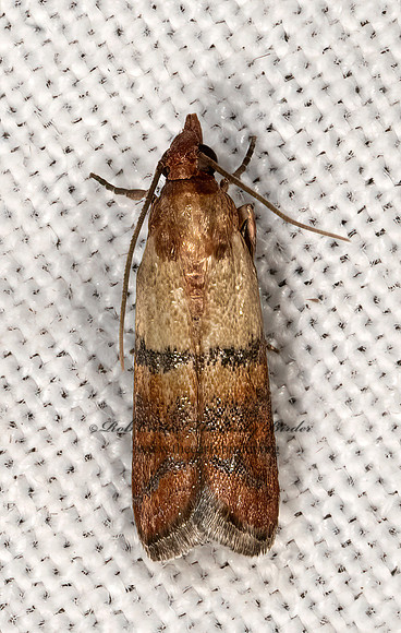Plodia interpunctella  INDIAN MEAL MOTH 3038904z