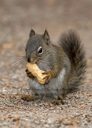 Tamiasciurus hudsonicus  AMERICAN RED SQUIRREL  6027598 z
