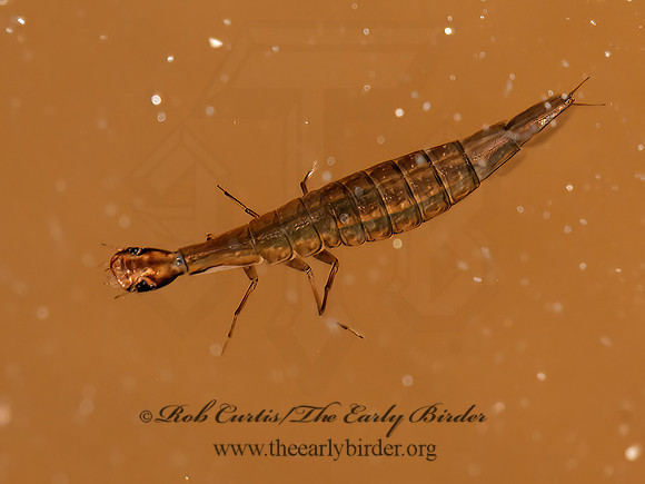Aciliini  PREDACEOUS DIVING BEETLE 3014237z