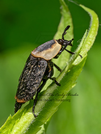 Necrophila americana CARRION BEETLE 9088350z