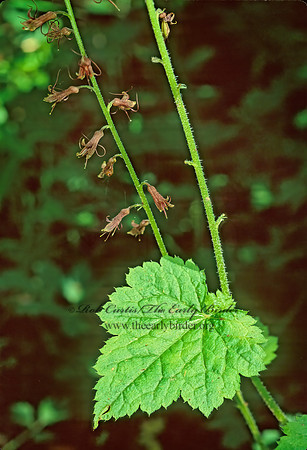 Tolmiea menziesii  BRISTLE FLOWER 150415z