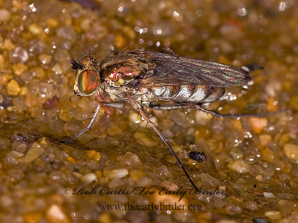 Tachytrechus vorax  LONGLEGGED FLY ~ 8017679z