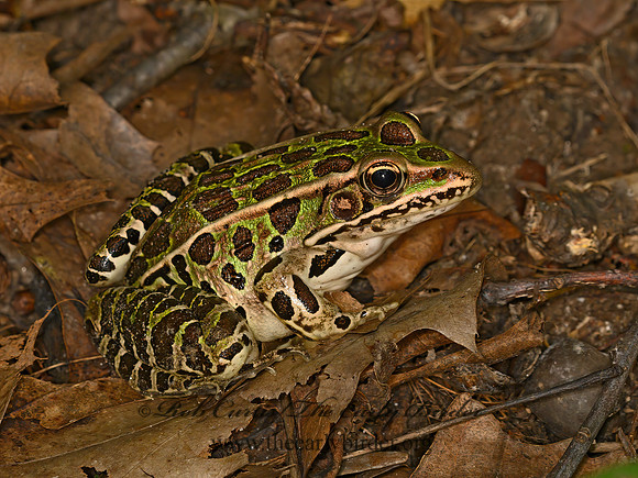 Lithobates pipiens  NORTHERN LEOPARD FROG 9063465 z