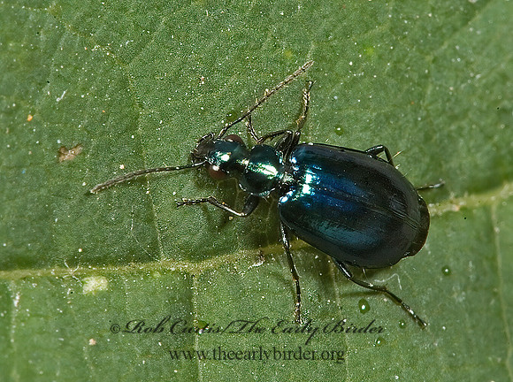 Lebia viridis 5010899 z