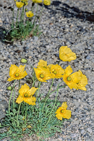 Papaver alaskanum  ALASKA POPPY 242626z