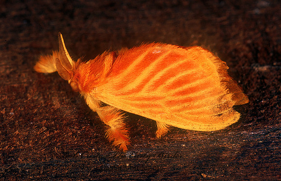 Acraga coa DALCERID MOTH 194201