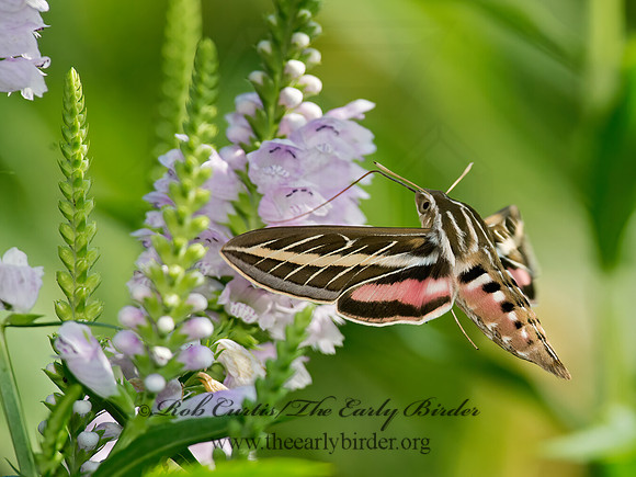 Hyles lineata  WHITE-LINED SPHINX 9014117 z