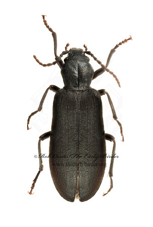 Ditylus caeruleus 9020466z