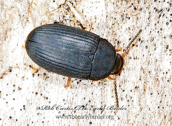 Platydema flavipes  DIAPERINAE DARKLING BEETLE 6022269 (1)