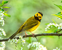 Setophaga citrina HOODED WARBLER 307728z
