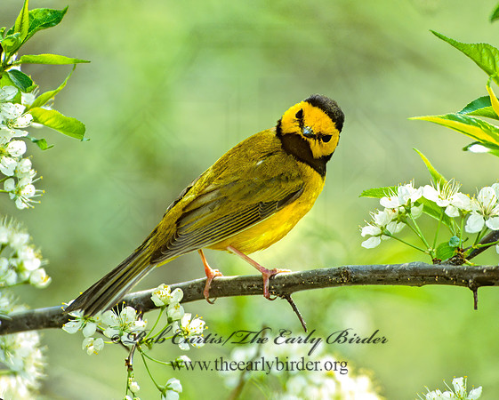 Setophaga citrina  HOODED WARBLER 307728z