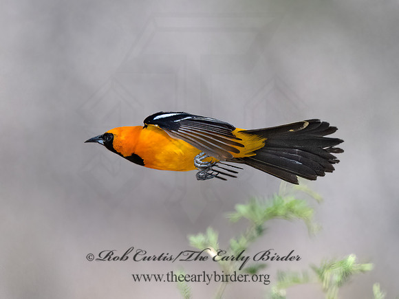 Icterus cucullatus  HOODED ORIOLE 3034650z
