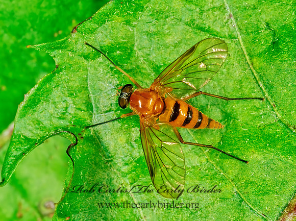 Rhagio hirtus  SNIPE FLY 207233z