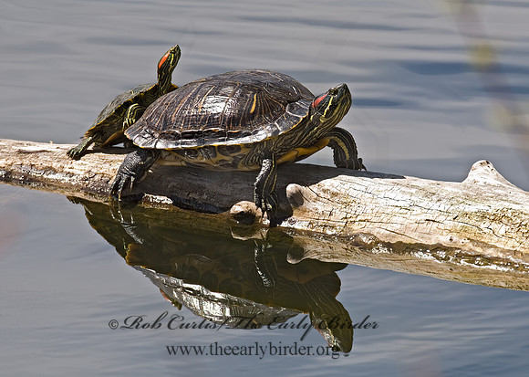 Trachemys scripta elegans  RED EARED SLIDER  6002788z