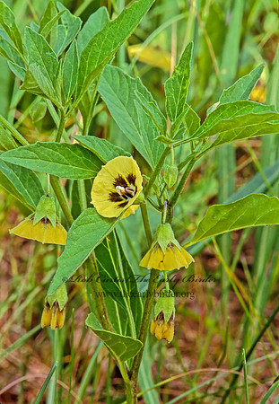 Physalis virginianaVIRGINIA GROUND CHERRY 267504z
