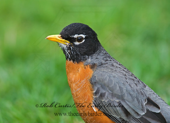 Turdus migratorius  AMERICAN ROBIN 7001424z