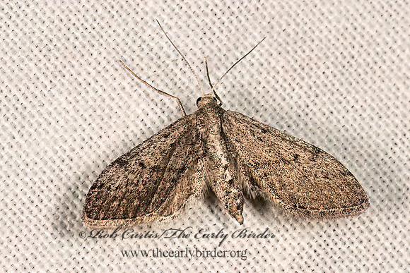 Lobocleta plemyraria STERRHINI GEOMETER 3036508z